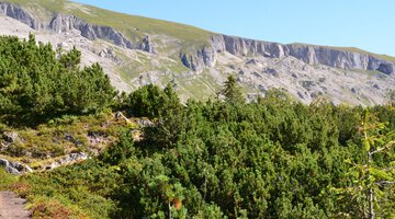 Durch Latschen und Heidelbeersträucher Richtung Schwarzwasserhütte