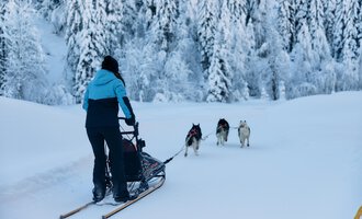 A person is pulling a sled through the snowy landscape. In the background, there are snow-covered trees and a group of sled dogs visible.