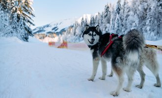 A friendly dog is standing on a snowy path. In the background, snow-covered trees and mountains can be seen.