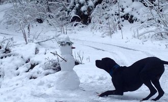 Ein schwarzer Hund spielt im Schnee in der Nähe eines Schneemanns. Die Umgebung ist winterlich mit vielen schneebedeckten Bäumen.