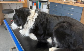 A black and white dog is sitting on an examination table in a veterinary practice. The room is equipped with modern devices and furniture.