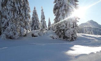 A snowy winter landscape with tall, snow-covered fir trees and a clear, blue sky. The sun shines brightly, creating a peaceful atmosphere. | © Panoramahütte