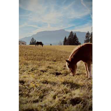 A wide meadow with green grass and some horses in the background. The sky is clear and the mountains are visible in the distance.