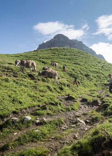 People hiking on a green, hilly meadow with cows, with a mountain peak in the background under a blue sky. | © Kleinwalsertal Tourismus eGen • Photographer: Andre Tappe