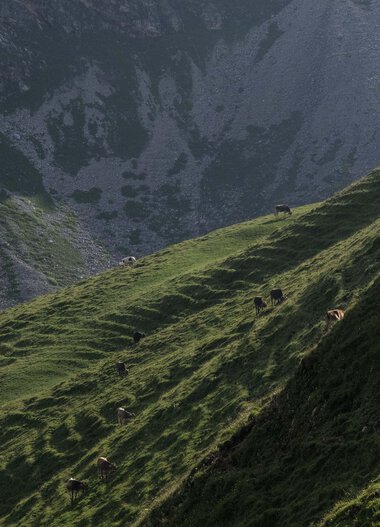 Green sloping hillside with a few cows, set against a dramatic mountain backdrop. | © Kleinwalsertal Tourismus eGen • Photographer: Andre Tappe