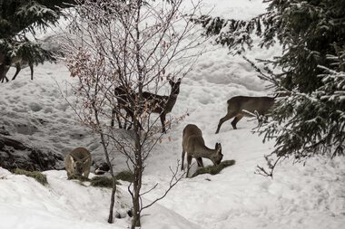Vier Rehe in winterlicher Schneelandschaft zwischen Bäumen, bei der Wildfütterung. | © Kleinwalsertal Tourismus eGen • Fotograf: Andre Tappe