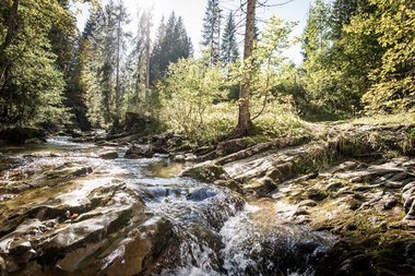 A clear stream flows through a forested area with green trees and rocks in southwestern Germany, surrounded by nature and sunlight. | © Kleinwalsertal Tourismus eGen • Photographer: Dominik Berchtold