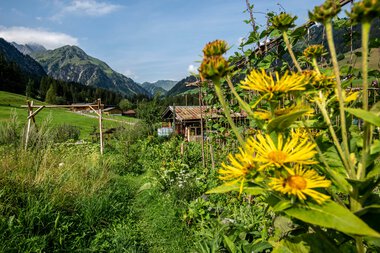 View of a permaculture garden with colorful flowers in the foreground, green meadows, and mountains in the background on a sunny day. | © Kleinwalsertal Tourismus eGen • Photographer: Dominik Berchtold