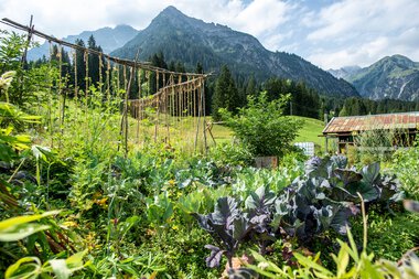 Vegetable garden with mountain backdrop, featuring leafy greens and a fence made of ropes in the mountains. | © Kleinwalsertal Tourismus eGen • Photographer: Dominik Berchtold