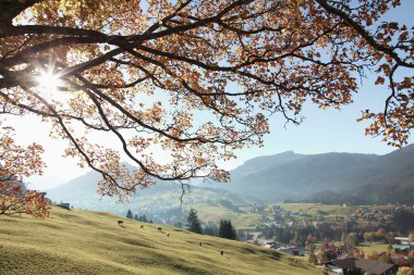 Autumn landscape at Ifen with blooming trees, green meadow, and mountains in the background under a sunny sky. | © Kleinwalsertal Tourismus eGen • Photographer: Frank Drechsel