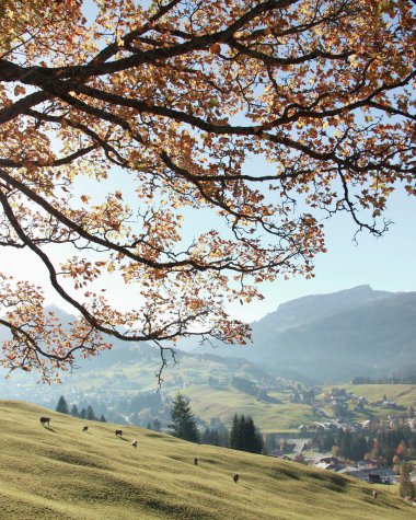 Autumn landscape at Ifen with blooming trees, green meadow, and mountains in the background under a sunny sky. | © Kleinwalsertal Tourismus eGen • Photographer: Frank Drechsel