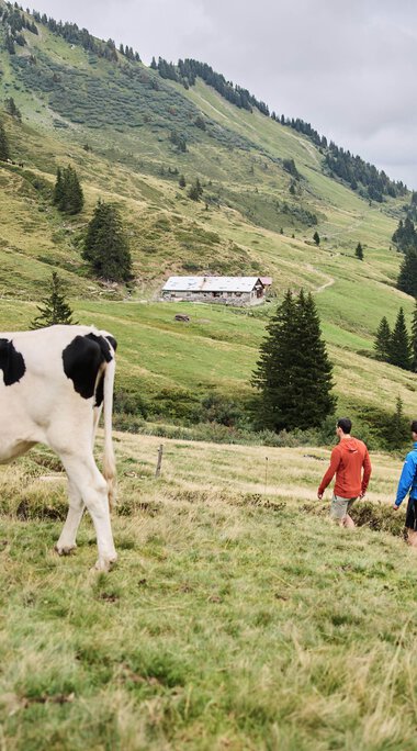 Vier Wanderer gehen in einer grünen Berglandschaft mit Wiesen und Tannen unter einem bewölkten Himmel spazieren, während ein Kuh im Vordergrund umhersteht. | © Kleinwalsertal Tourismus eGen • Fotograf: Oliver Farys