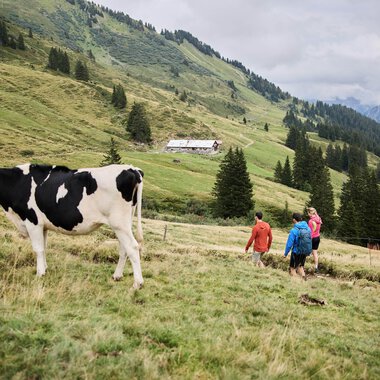 Vier Wanderer gehen in einer grünen Berglandschaft mit Wiesen und Tannen unter einem bewölkten Himmel spazieren, während ein Kuh im Vordergrund umhersteht. | © Kleinwalsertal Tourismus eGen • Fotograf: Oliver Farys