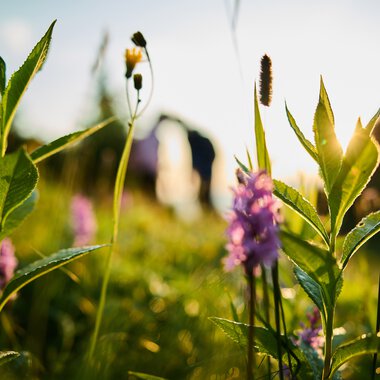 Blumen im Sonnenaufgang bei einer Wanderung im Kleinwalsertal, mit Paaren im Hintergrund, die den Sonnenaufgang genießen. | © Kleinwalsertal Tourismus eGen • Fotograf: Oliver Farys