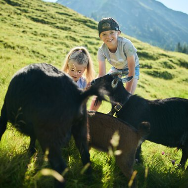 Zwei Kinder beim Wandern im Kleinwalsertal mit Ziegen und Kälbern auf grünem Hang, im Hintergrund Berge bei sonnigem Wetter. | © Kleinwalsertal Tourismus eGen • Fotograf: Oliver Farys