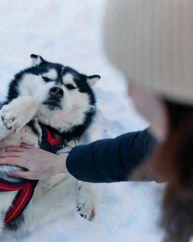 Ein kuscheliger Husky liegt im Schnee, während eine Person ihn streichelt. Es ist Winter im Kleinwalsertal. | © Kleinwalsertal Tourismus eGen • Fotograf: Oliver Farys