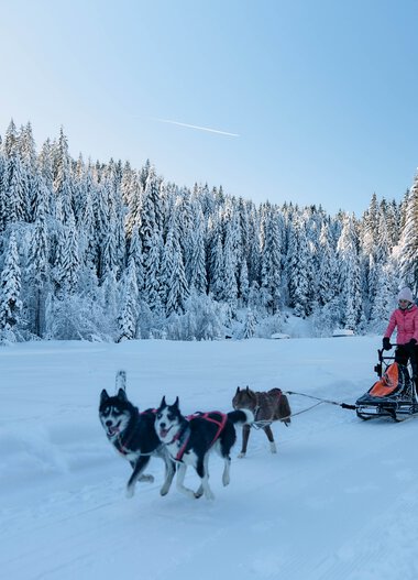 Schneelandschaft im Winter mit Hundeschlittenfahrt, Schneebedeuerte Bäume und eine Person mit Hundeschlitten im Hintergrund. | © Kleinwalsertal Tourismus eGen • Fotograf: Oliver Farys