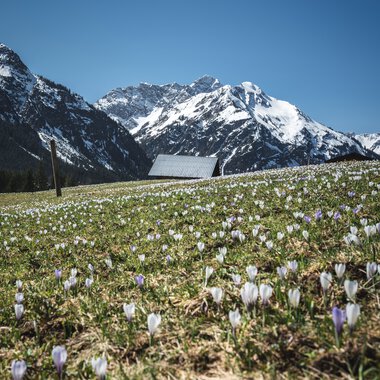 Flower meadow in front of snow-capped mountains under a blue sky with a small building in the background. | © Kleinwalsertal Tourismus eGen • Photographer: Robert Niederwolfsgruber