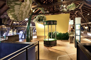 Ausstellung im Inatura Dornbirn mit großen Naturdekorationen und interaktiven Exponaten im Museum.
 | © Kleinwalsertal Tourismus eGen • Inatura Dornbirn