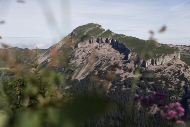 Mountain landscape with rugged rocks, green forests, and blooming plants in the foreground, taken at sunrise, hiking at Walmendingerhorn or Ifen. | © Kleinwalsertal Tourismus eGen • Photographer: Oliver Farys