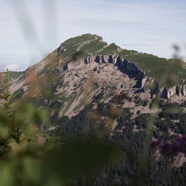 Mountain landscape with rugged rocks, green forests, and blooming plants in the foreground, taken at sunrise, hiking at Walmendingerhorn or Ifen. | © Kleinwalsertal Tourismus eGen • Photographer: Oliver Farys