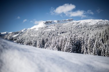 Winter mountain landscape with snow-covered trees and a clear blue sky. Wide snowfield in the foreground. | © Kleinwalsertal Tourismus eGen • Photographer: Dominik Berchtold