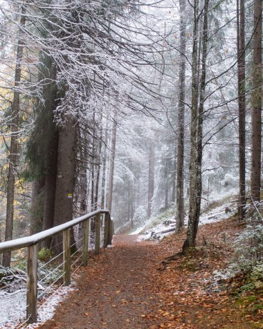 Trail through a foggy winter forest with snow-covered trees and fallen leaves on the ground. | © Kleinwalsertal Tourismus eGen