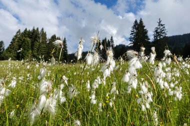 Meadow with white, fluffy flowers under a partly cloudy sky and pine trees in the background. | © Kleinwalsertal Tourismus eGen