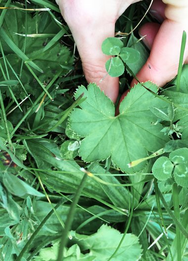 Close-up of green plants, including daisies and other greenery, with a hand touching a plant. | © Kleinwalsertal Tourismus eGen