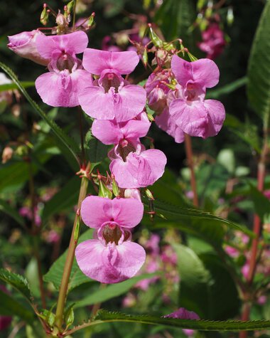 Close-up of pink orchids with green leaves in the background. | © Picture from Hans on Pixabay