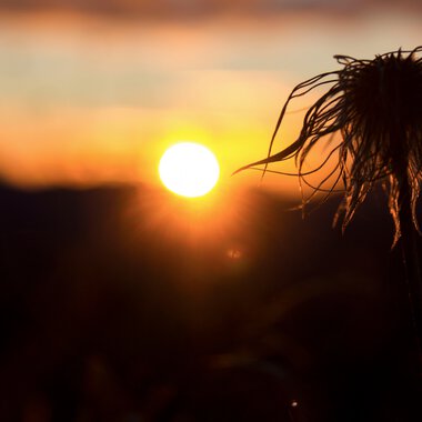 Sonnenuntergang mit einer kleinen Blume im Vordergrund, warmes Licht und eine ruhige Stimmung. | © Kleinwalsertal Tourismus eGen • Fotograf: Lukas Rinner