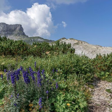 Mountain landscape with purple flowers, green bushes, and a rocky trail under a blue sky with clouds. | © Kleinwalsertal Tourismus eGen • Photographer: Steffen Berschin