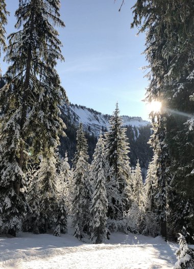 Winter forest scene with snow-covered pine trees and sunlight shining through the trees. | © Kleinwalsertal Tourismus eGen 