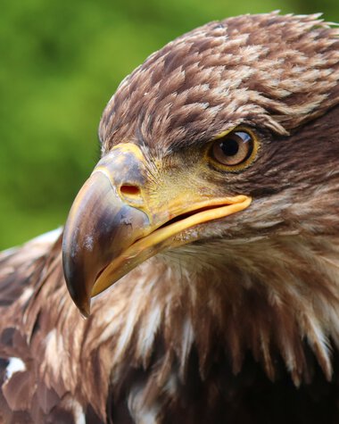 Close-up of a golden eagle with brown feathers and a sharp beak, looking alert outdoors. | © Photo from Pixaby Manfred Richter