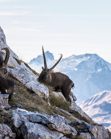 Zwei Steinböcke klettern auf felsigem Gelände vor einer Bergkulisse, mit Schnee bedeckten Gipfeln im Hintergrund. | © Kleinwalsertal Tourismus eGen • Fotograf: Frank Drechsel