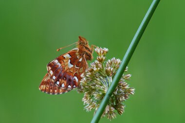 Nahaufnahme eines Schmetterlings auf einer Blüte in Hochmoor-Umgebung. | © Kleinwalsertal Tourismus eGen • Fotograf: Petra Schattanek