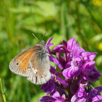 A brown butterfly resting on a pink-purple flower in a green meadow landscape. | © Kleinwalsertal Tourismus eGen • Photographer: Petra Schattanek