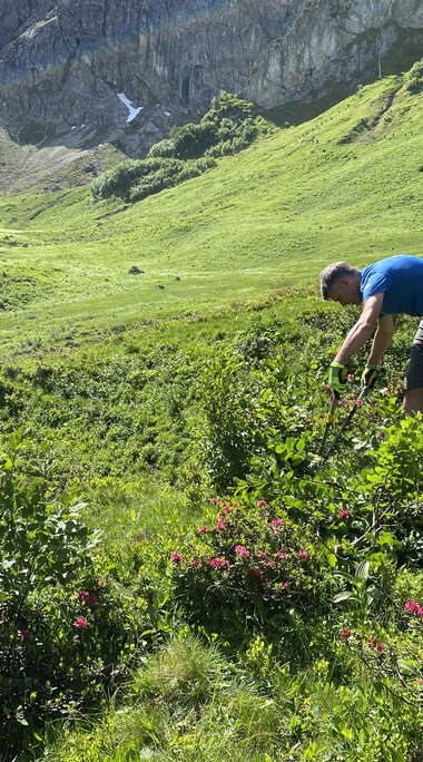 Man trimming shrubs or bushes in a lush green mountainous landscape with rocky peaks in the background. | © Kleinwalsertal Tourismus eGen